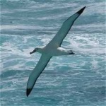 image of bird