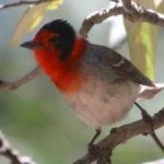 image of bird