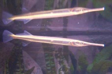 image of gar