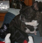 image of french_bulldog #1