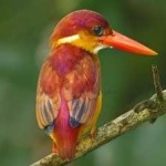 image of bird