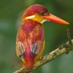 image of rufous_kingfisher #10