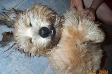 image of wheaten_terrier #25