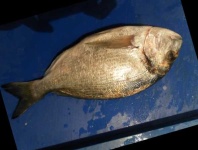 image of fish