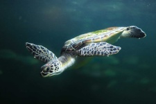 image of animal