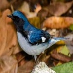 image of black_throated_warbler #23