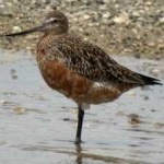 image of bird