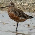 image of bar_tailed_godwit #24