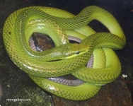 image of vine_snake