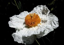 image of flower