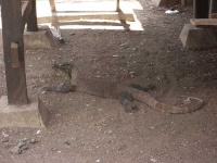 image of komodo_dragon