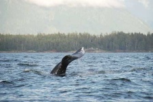 image of grey_whale