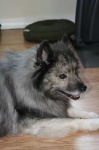 image of keeshond