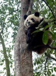 image of giant_panda