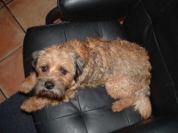 image of border_terrier