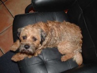 image of border_terrier #22