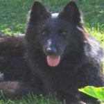 image of animal