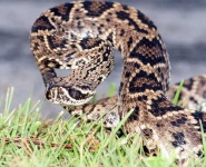 image of diamondback