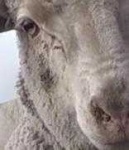 image of animal