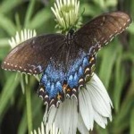image of animal