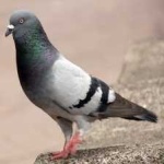 image of bird