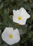 image of flower