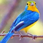 image of bird