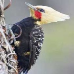 image of bird