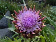 image of artichoke_flower #39