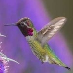 image of bird