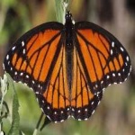 image of animal