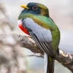 image of bird