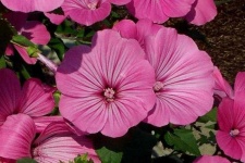 image of flower