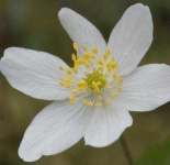 image of flower