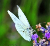 image of cabbage_butterfly