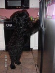 image of giant_schnauzer
