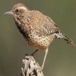 image of bird