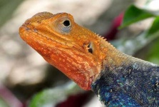 image of agama