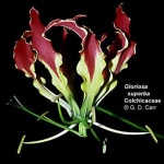image of flower