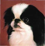 image of japanese_spaniel