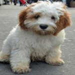 image of animal