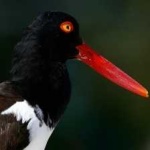 image of bird