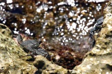 image of rock_crab