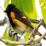 image of bird