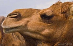 image of animal