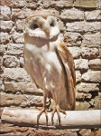 image of animal
