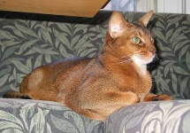 image of abyssinian #0