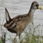 image of bird