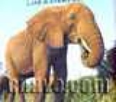 image of african_elephant