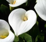 image of giant_white_arum_lily #5